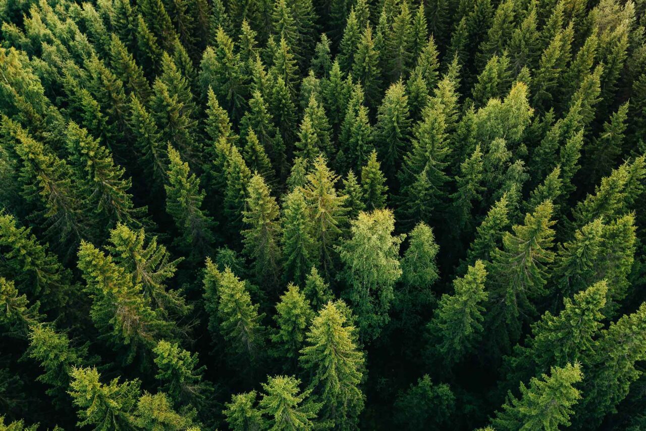 Il paradosso forestale europeo: prezzi dei tronchi alle stelle in mezzo alle difficoltà delle segherie